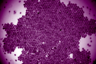 Micrograph of a cluster of hundreds of hexagonal shapes fitted tightly together, with dots inside each shape