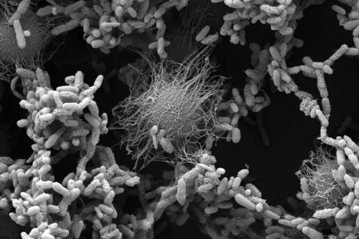 Gray scanning electron microscope image shows a microbial community with empty space, including some that are fuzzy and pill-shaped and some larger that look like balls exuding tendrils.